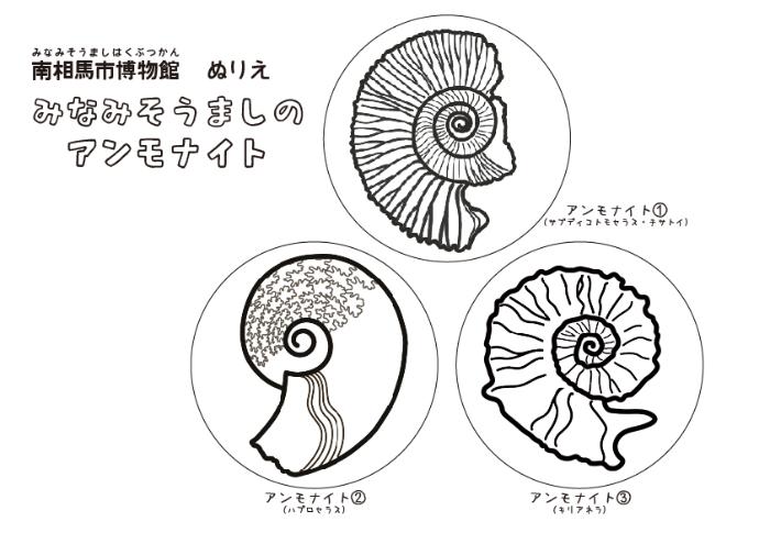 アンモナイトのぬりえ