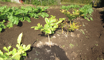 畑に葉のついた茎の長い植物が植えてある様子