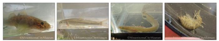 左からウキゴリ、ウグイ、ウナギ、ヨコエビ類の写真