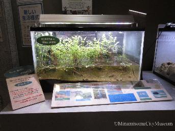 Rice fish aquarium