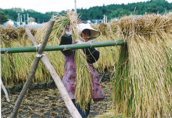 稲刈り後の田んぼで木の棒におばさんが稲わらをたくさんかけている