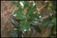 Holly leaves