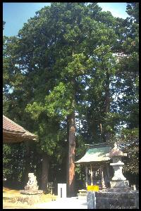 日吉神社の大スギの木全体の写真