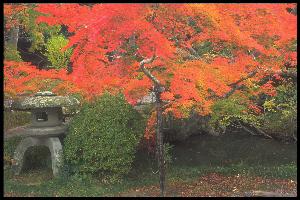 宝蔵寺の楓と大モミの木全体の写真