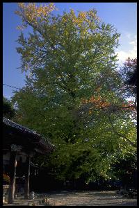 阿弥陀寺の大イチョウの木全体の写真