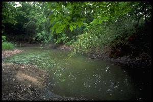 Tree frog pond