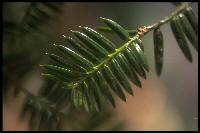 aster tree needles