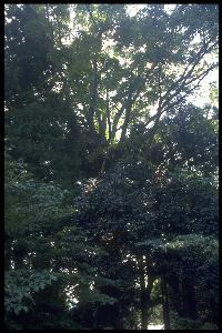 Sakamine shrine forest