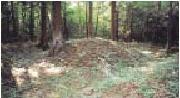 森の中に相馬顕胤の墓が写っている写真