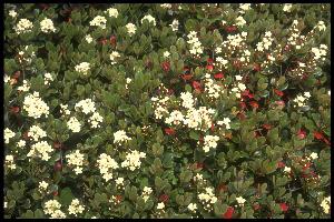 海老浜のマルバシャリンバイの花が咲いている写真
