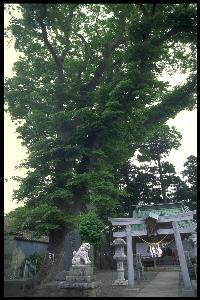 鹿島御子神社の大ケヤキの木全体の写真