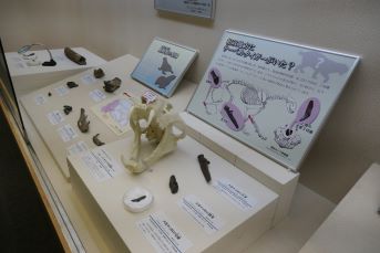 インドベンガルトラの頭骨レプリカなどが展示されている