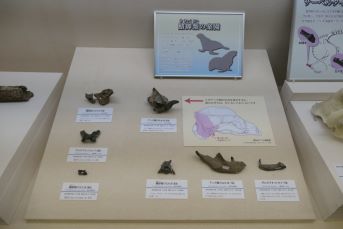 アシカやオットセイなど鰭脚類の骨の化石が展示されている