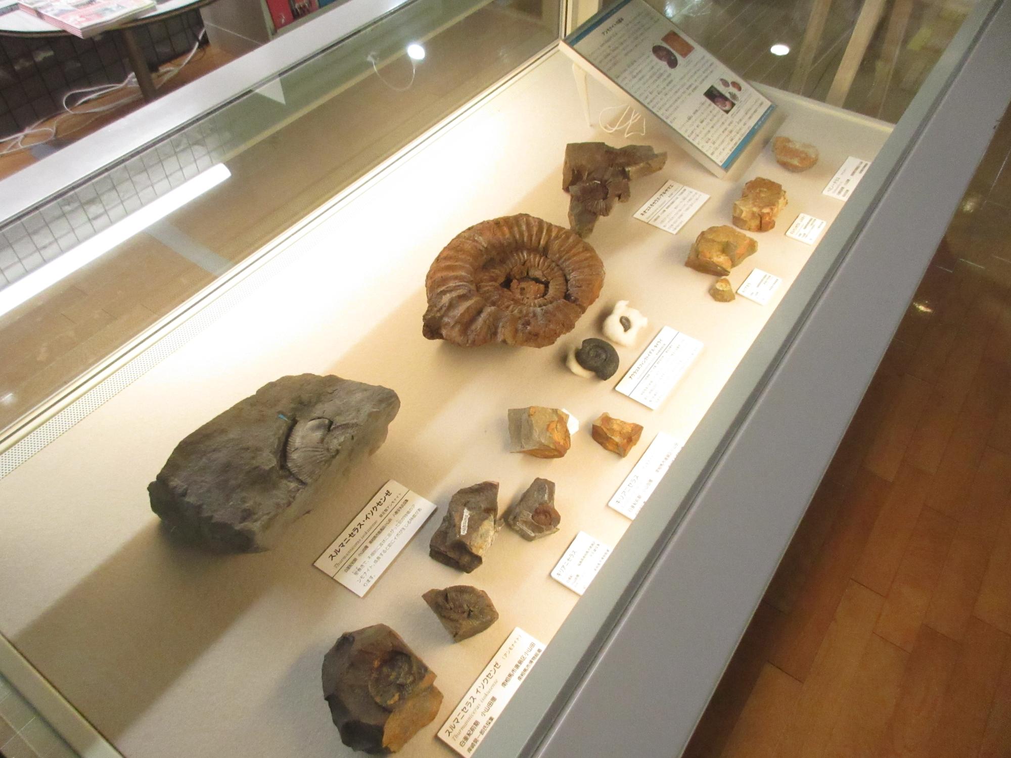 佐藤先生が研究されたアンモナイト標本1