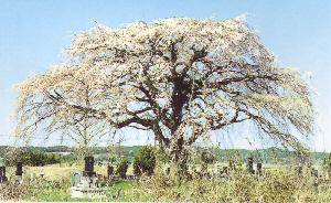 飯崎のしだれ桜の写真
