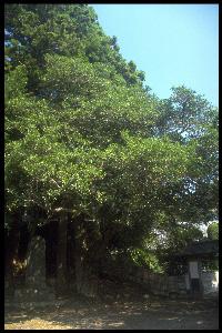 下大神宮のヒイラギの木全体の写真