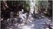 山の中に富田家墓所が写っている写真