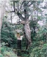 初発神社のスダジイ樹林の外観の写真