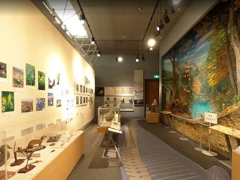 南相馬市博物館展示室の自然コーナーの一部。