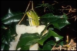 Green tree frog