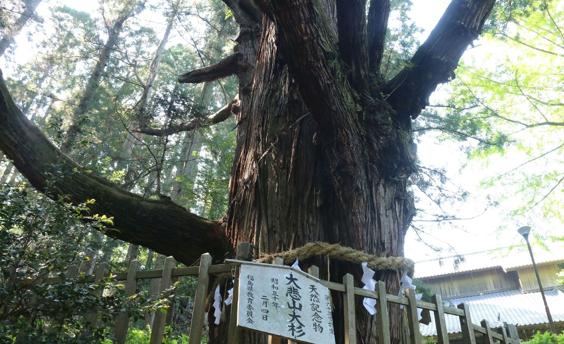 大悲山の大杉